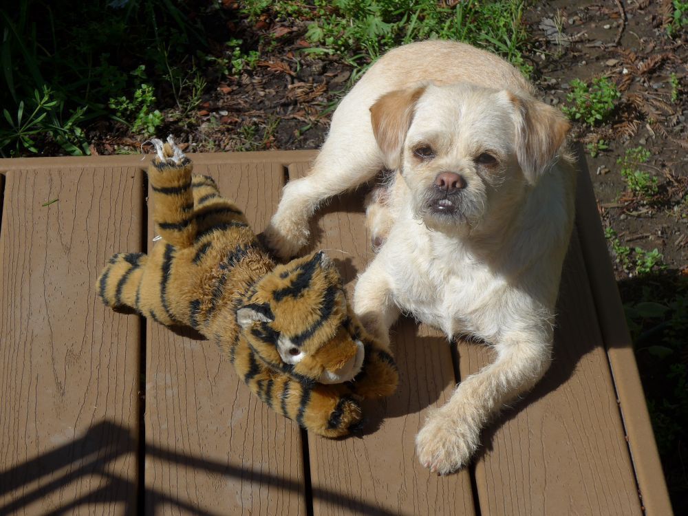 Pic of the Litter: Mitchell